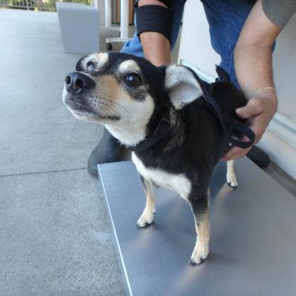 Enlarge Maile, a Adoptable mixed breed in Honolulu, HI image 1/1