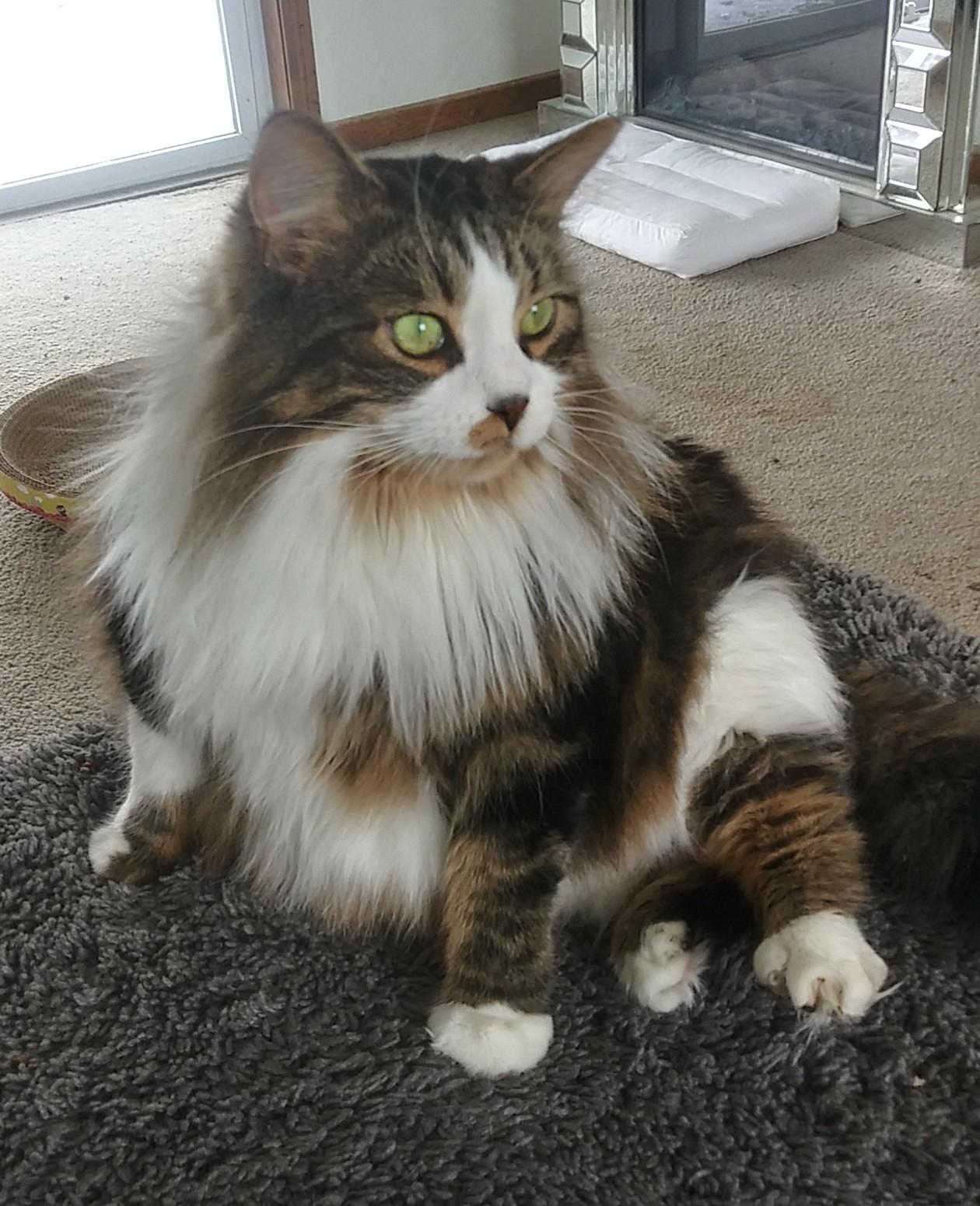 Bubba & Bistro, Adoptable, Adult Male Norwegian Forest Cat.