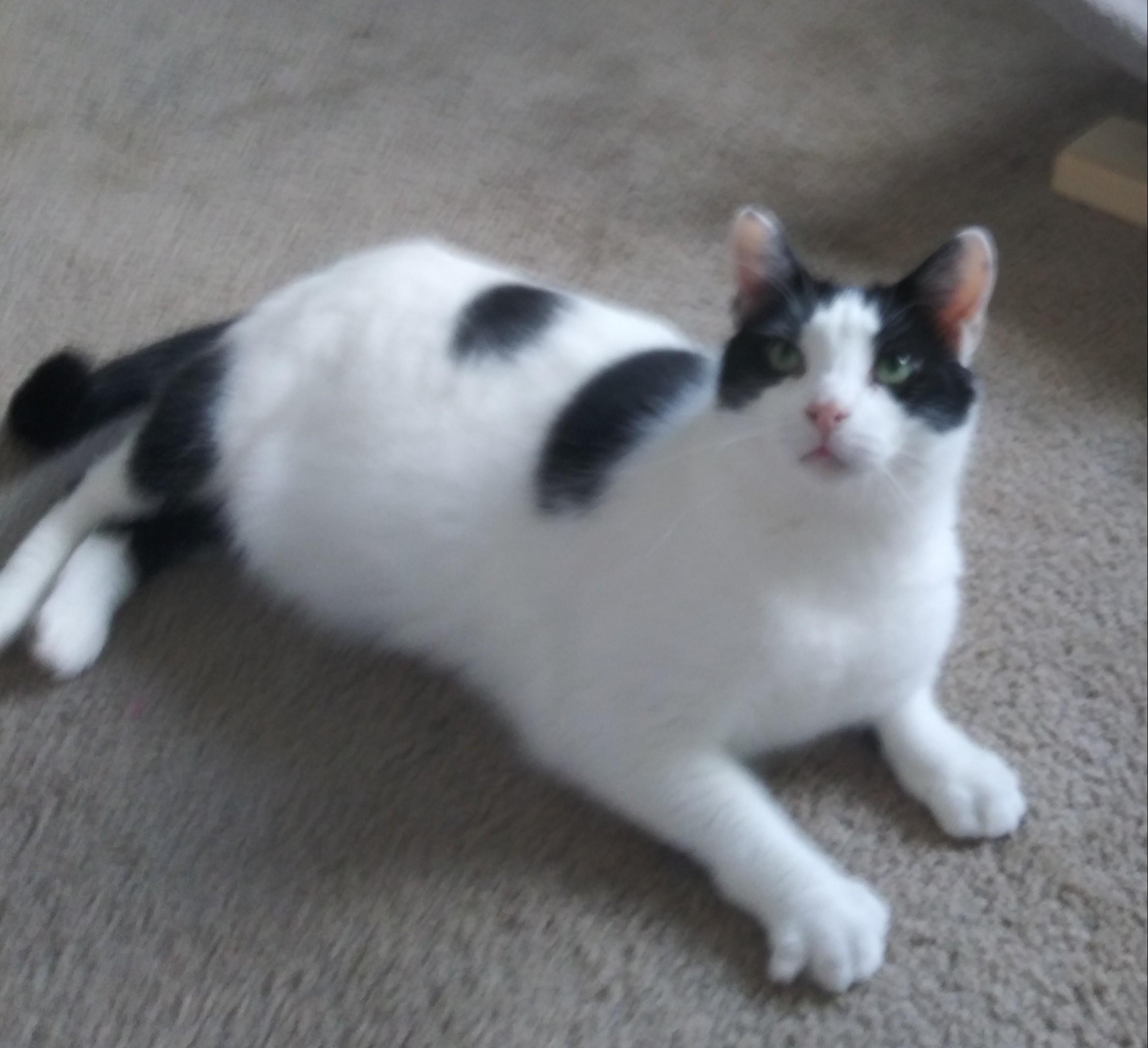 Bubba & Bistro, a Adoptable Norwegian Forest Cat in Mount Clemens, MI image 2/6