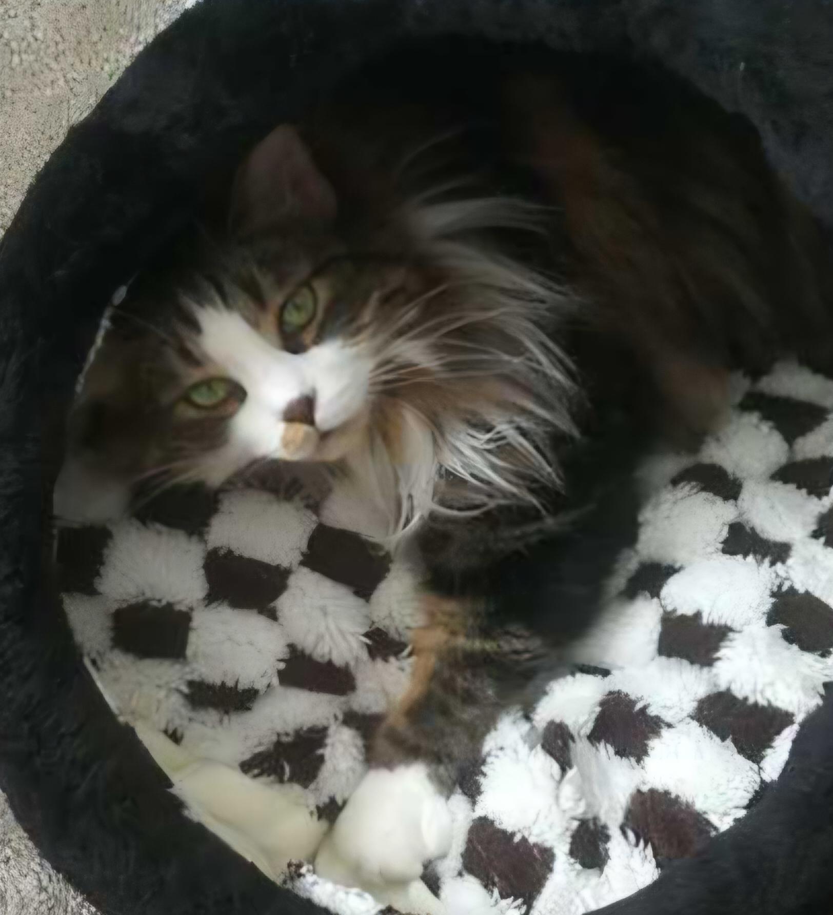 Bubba & Bistro, a Adoptable Norwegian Forest Cat in Mount Clemens, MI image 3/6