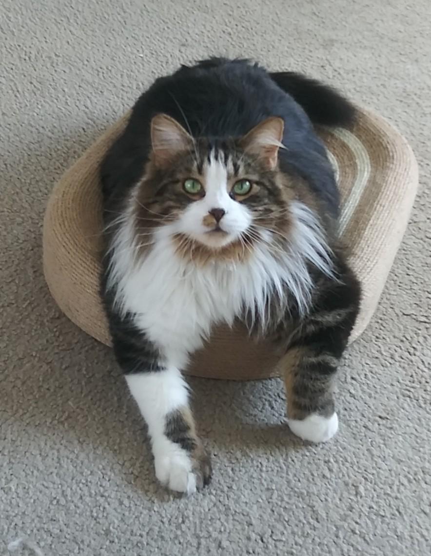 Bubba & Bistro, a Adoptable Norwegian Forest Cat in Mount Clemens, MI image 5/6