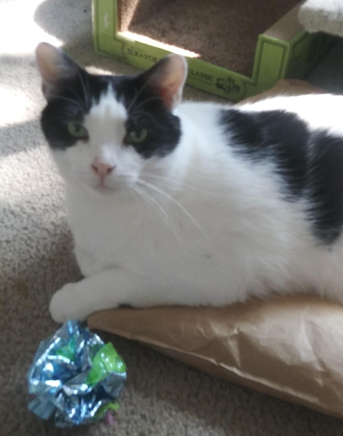 Bubba & Bistro, a Adoptable Norwegian Forest Cat in Mount Clemens, MI image 6/6