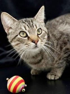 King will rock' your kitty world! Therapy lover boy! VIDEO!, a Adoptable mixed breed in Bedford Hills, NY image 2/6