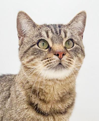 King will rock' your kitty world! Therapy lover boy! VIDEO!, Adoptable, Young Male Bengal & Tabby.