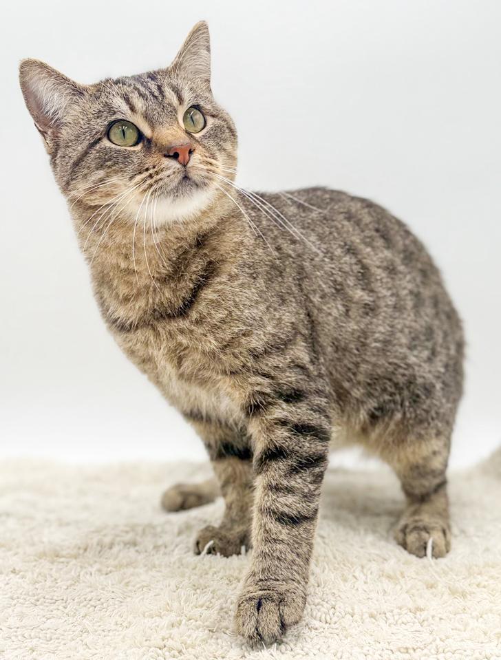 King will rock' your kitty world! Therapy lover boy! VIDEO!, a Adoptable mixed breed in Bedford Hills, NY image 6/6