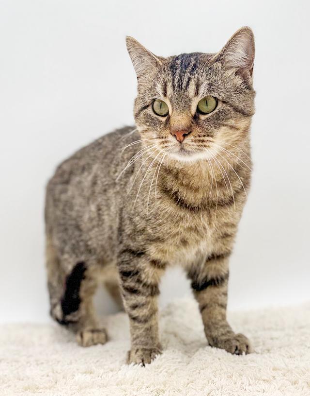 King will rock' your kitty world! Therapy lover boy! VIDEO!, a Adoptable mixed breed in Bedford Hills, NY image 4/6