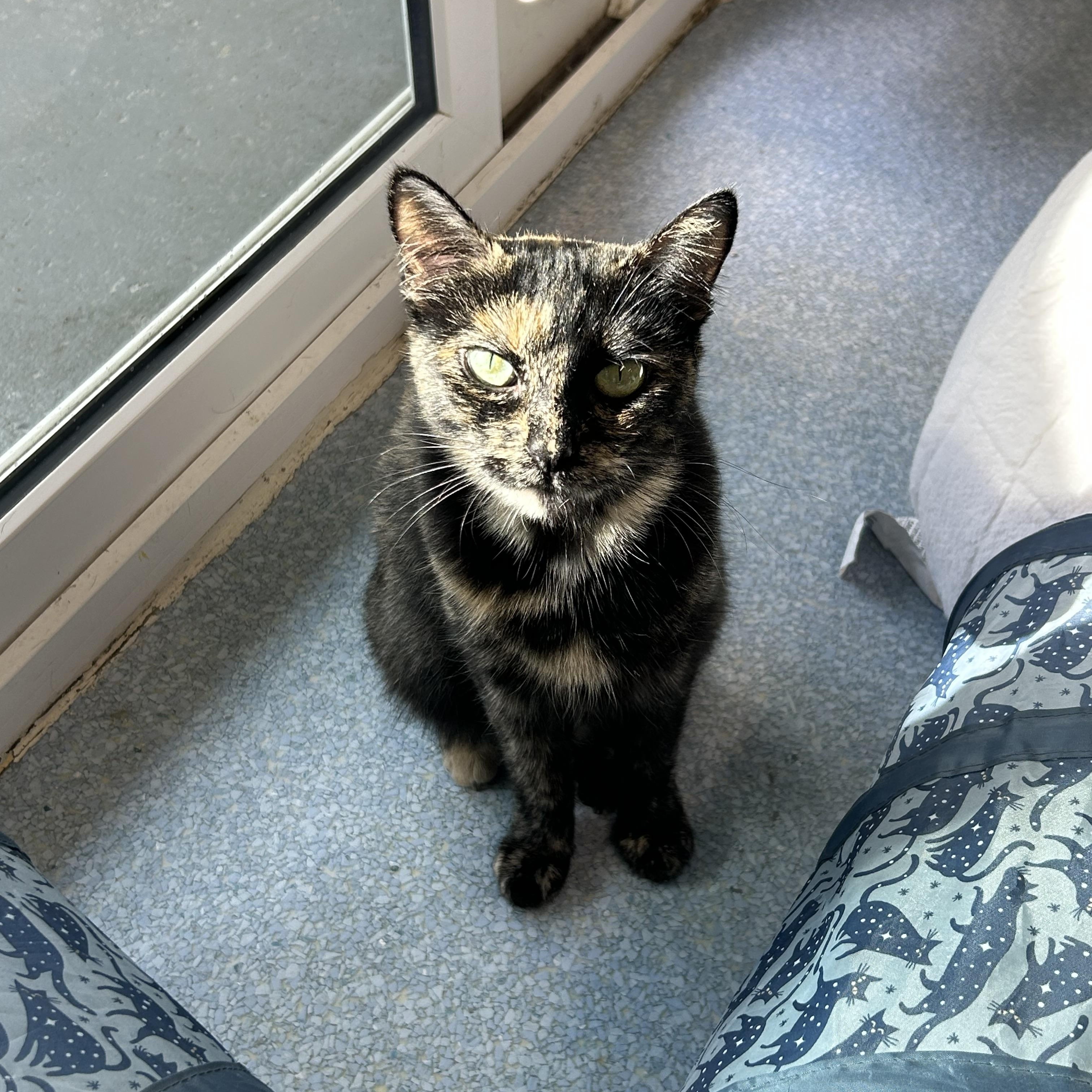 Enlarge Mama Hookah, a Adopted Domestic Short Hair in El Cajon, CA image 3/3