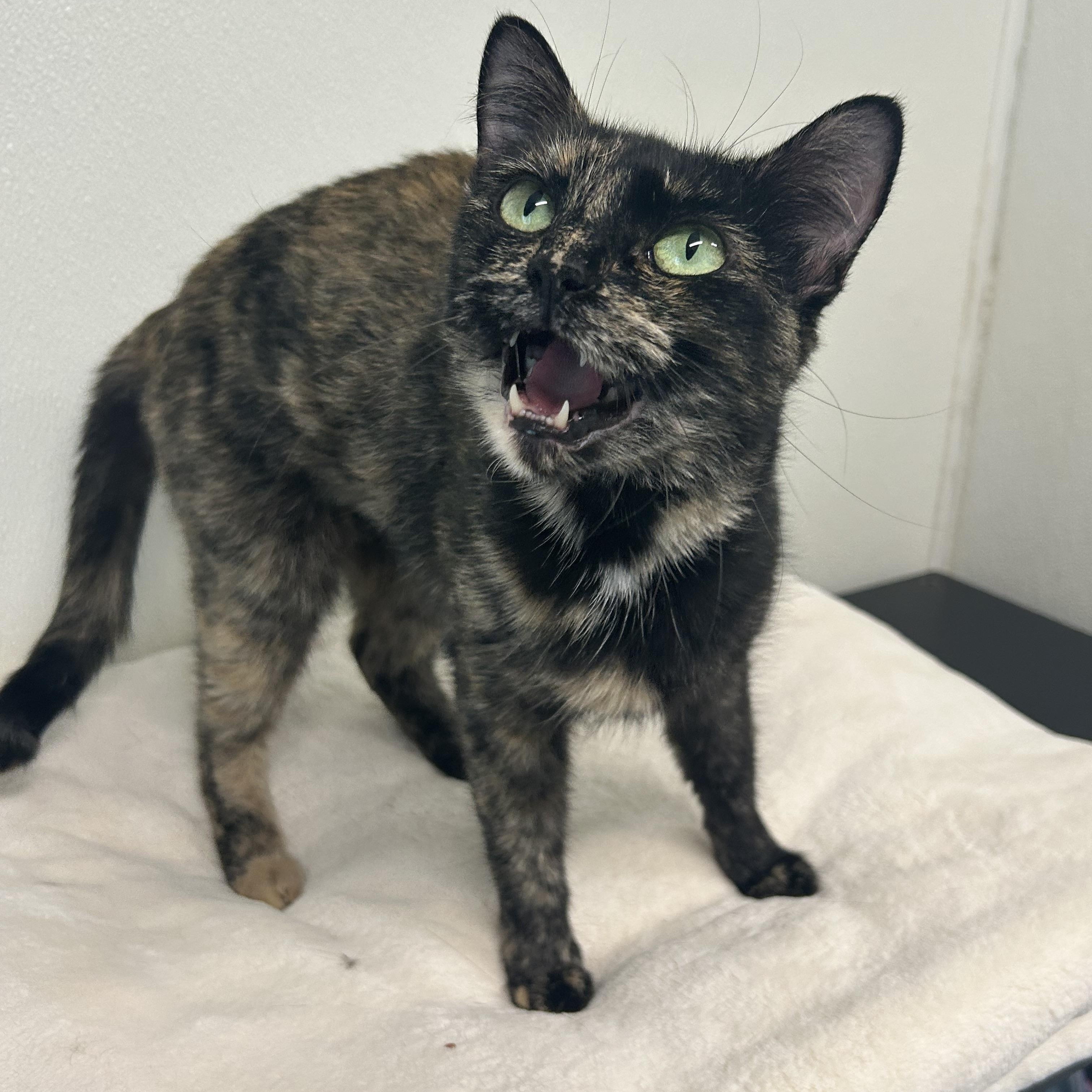 Enlarge Mama Hookah, a Adopted Domestic Short Hair in El Cajon, CA image 2/3