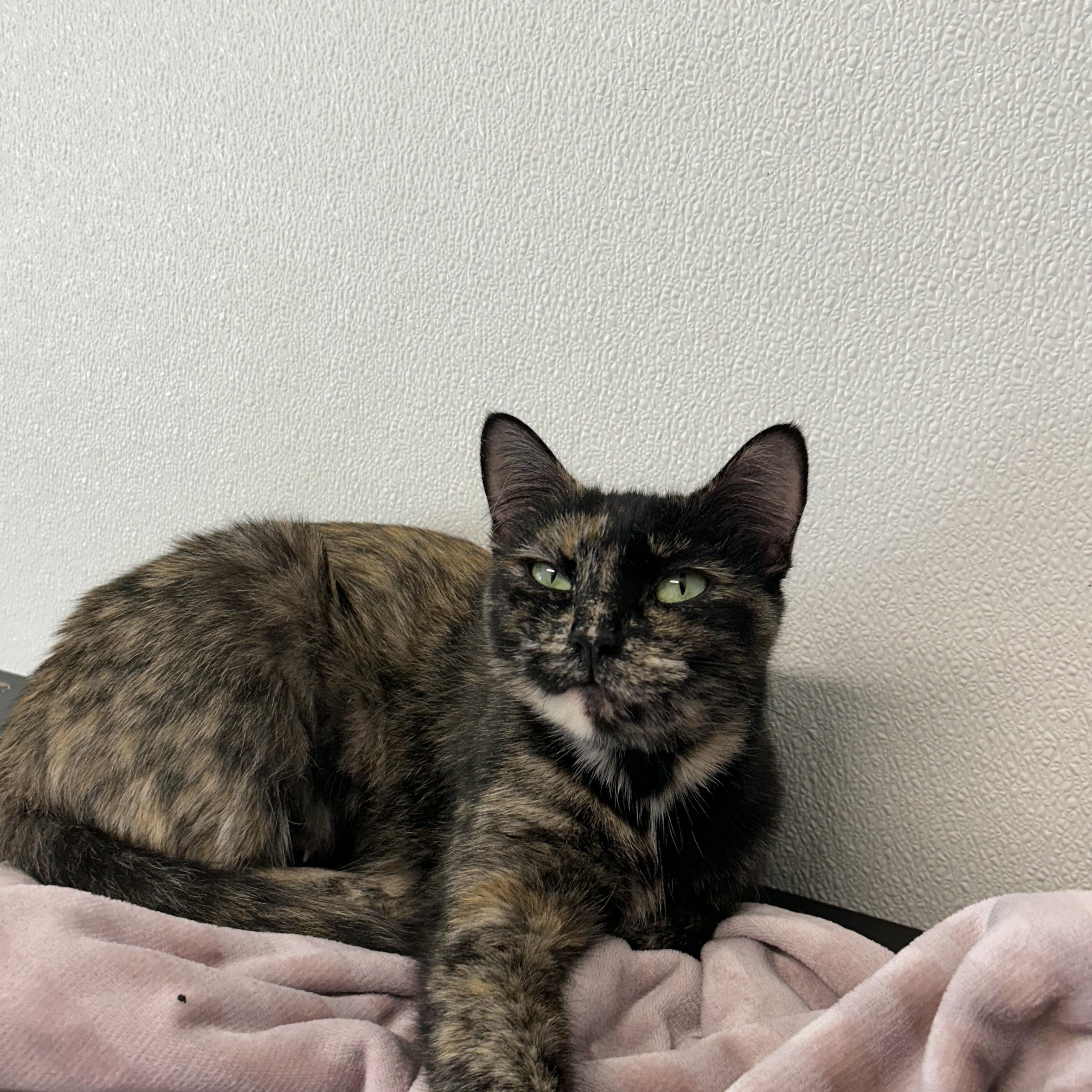 Enlarge Mama Hookah, a Adopted Domestic Short Hair in El Cajon, CA image 1/3