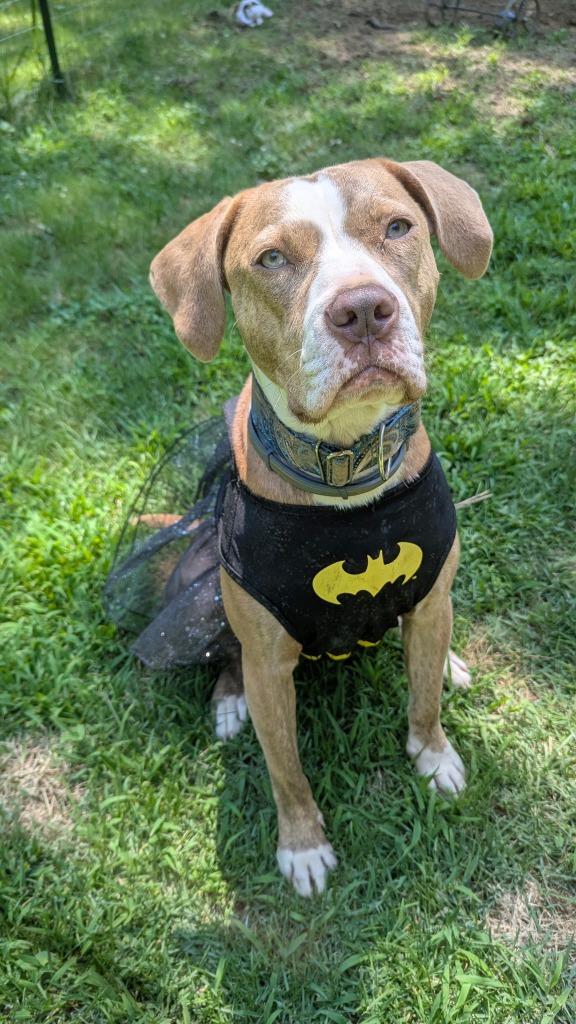 Enlarge Gemma, a Adoptable Pit Bull Terrier in Camden, TN image 3/4