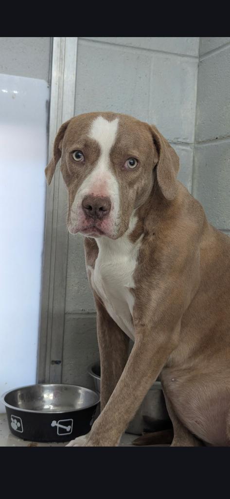 Gemma, Adoptable, Young Female Pit Bull Terrier.