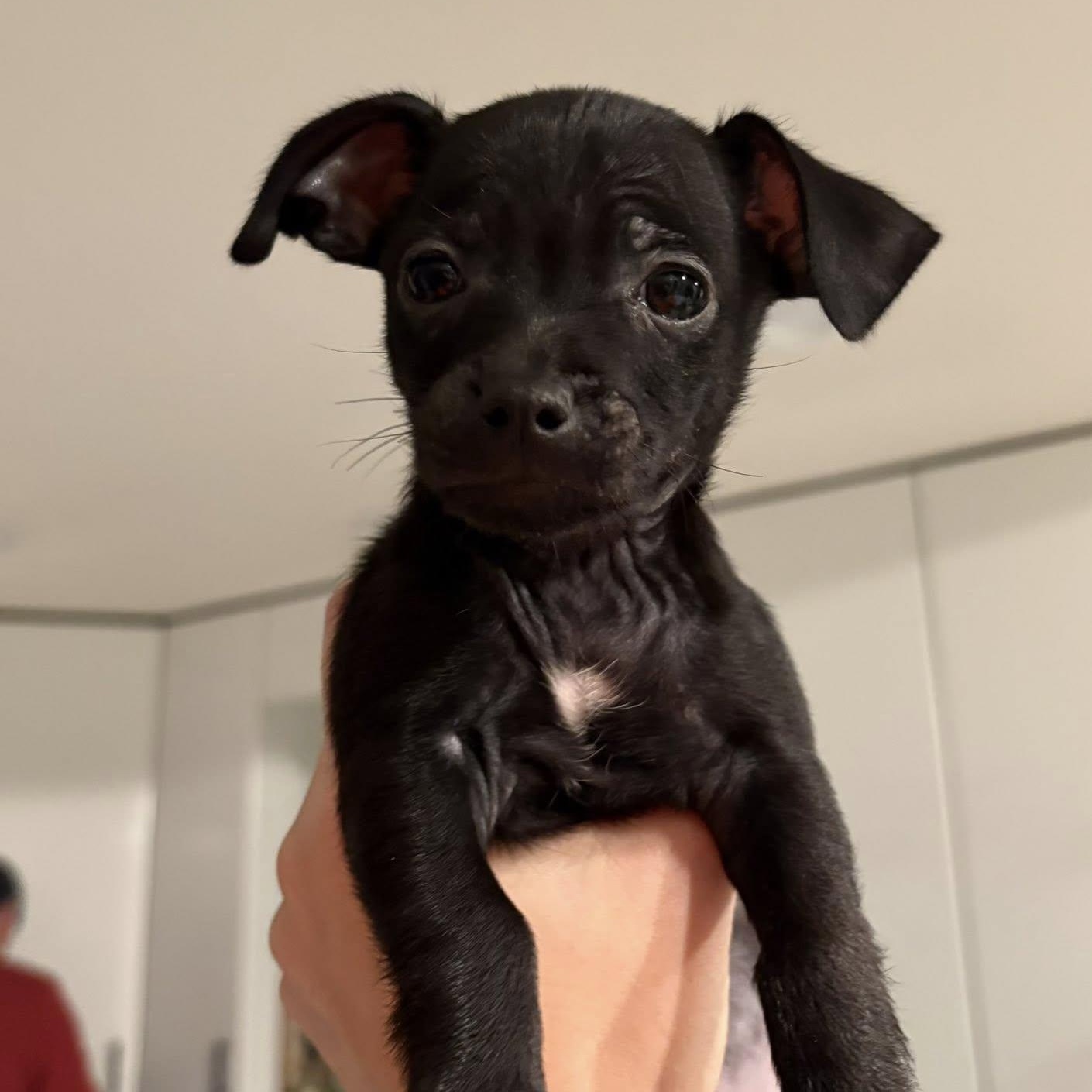 Noir, ADOPTABLE, Puppy Male Chihuahua & Mixed Breed.