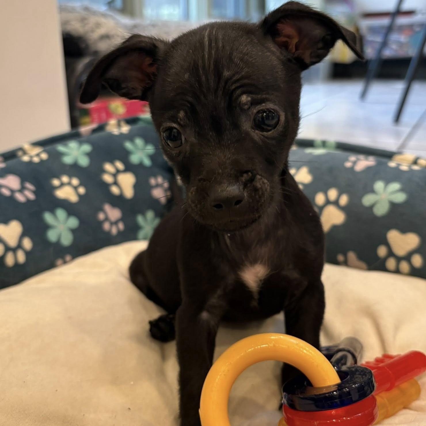 Enlarge Noir, a ADOPTABLE mixed breed in Nanuet, NY image 2/6