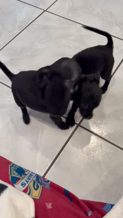 Enlarge Noir, a ADOPTABLE mixed breed in Nanuet, NY video 5/6