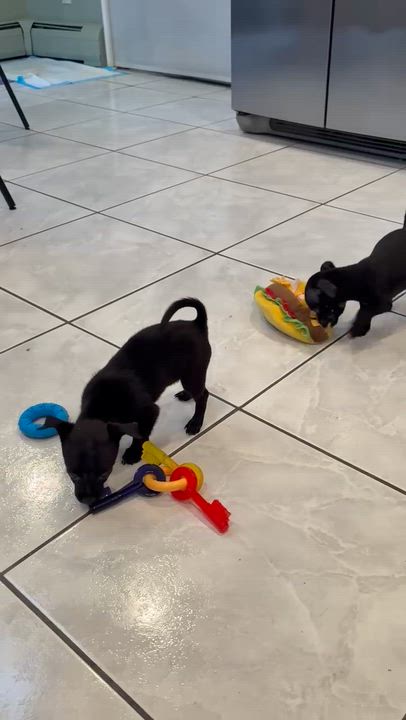 Enlarge Noir, a ADOPTABLE mixed breed in Nanuet, NY video 6/6