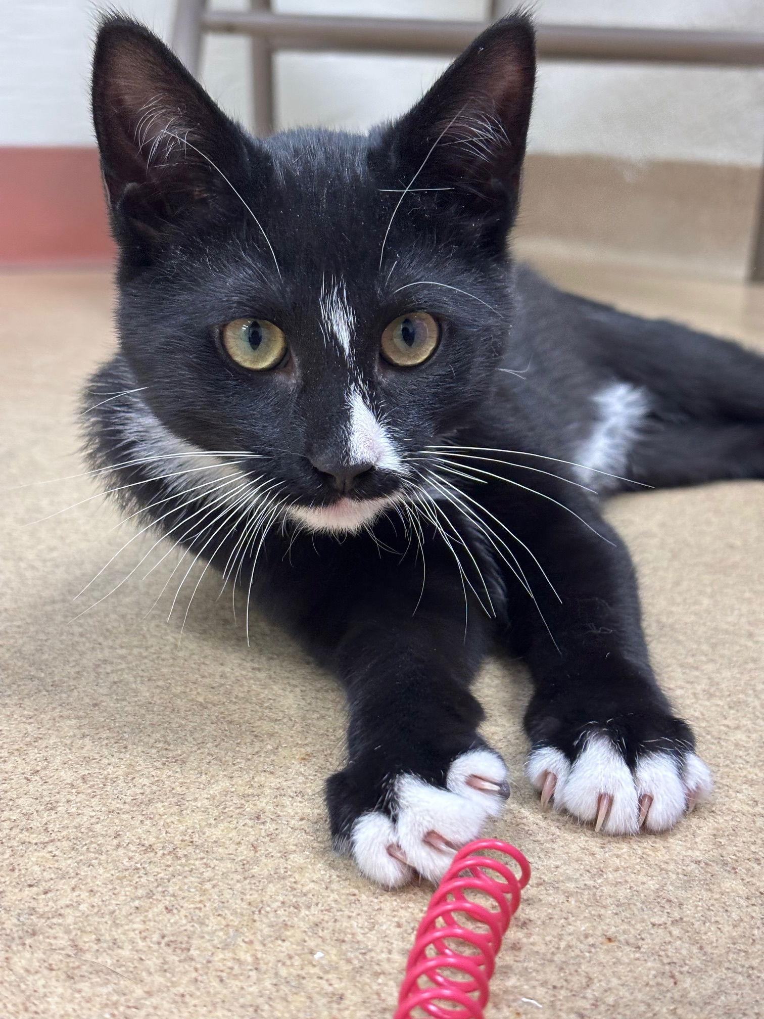 Enlarge Tammy, a Adoptable Domestic Short Hair in Brick, NJ image 1/3