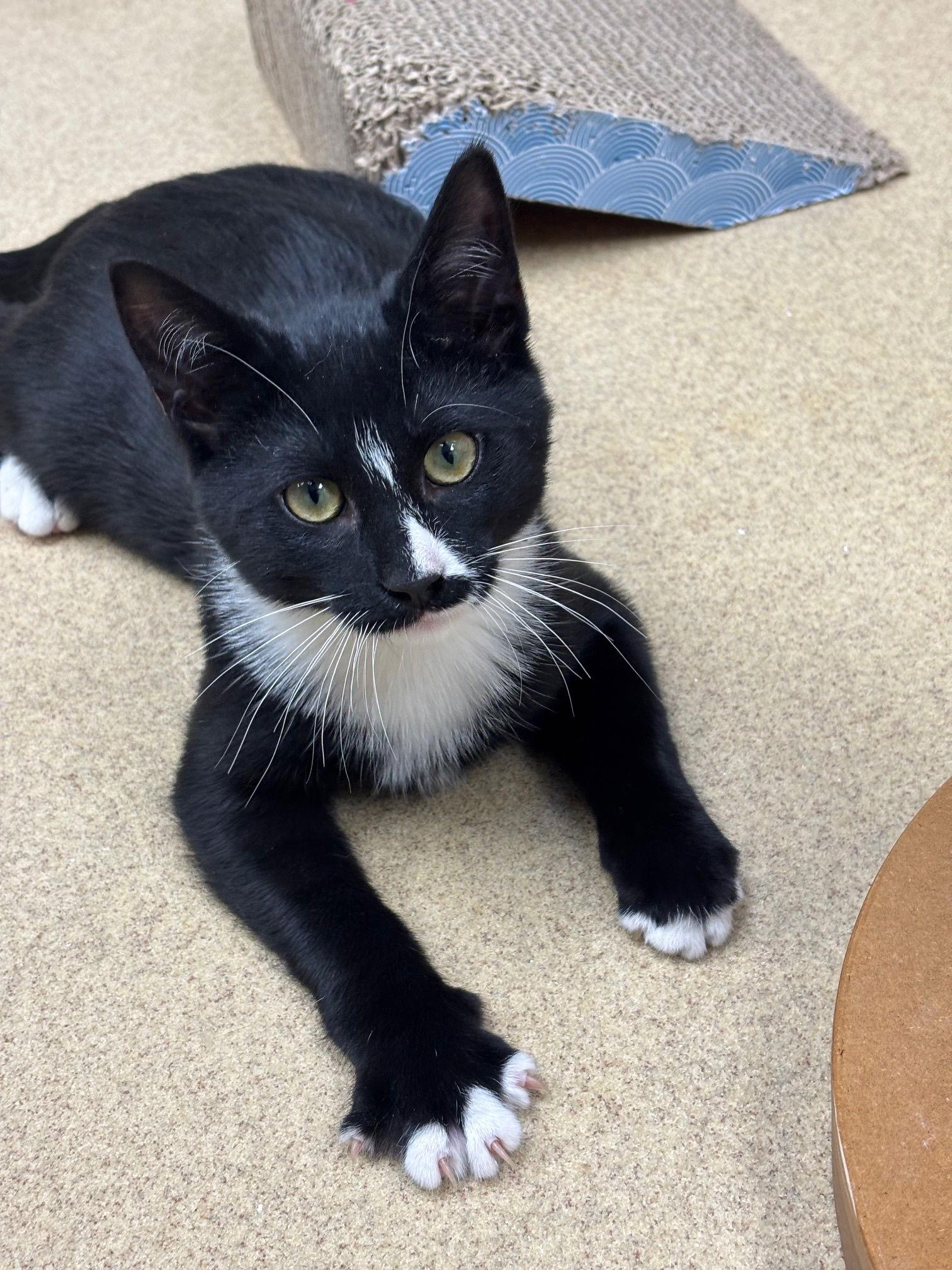 Enlarge Tammy, a Adoptable Domestic Short Hair in Brick, NJ image 2/3