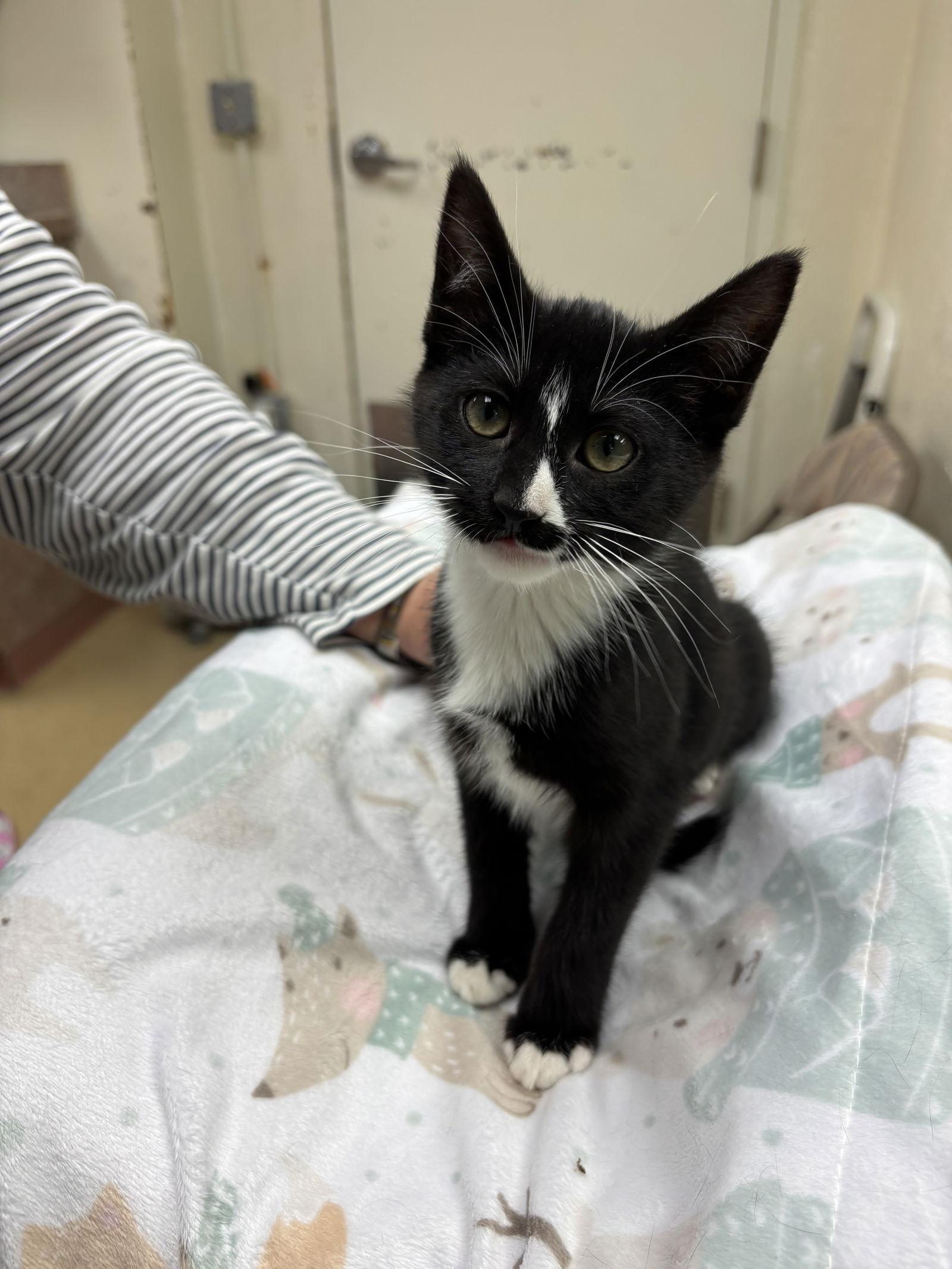 Enlarge Tammy, a Adoptable Domestic Short Hair in Brick, NJ image 3/3