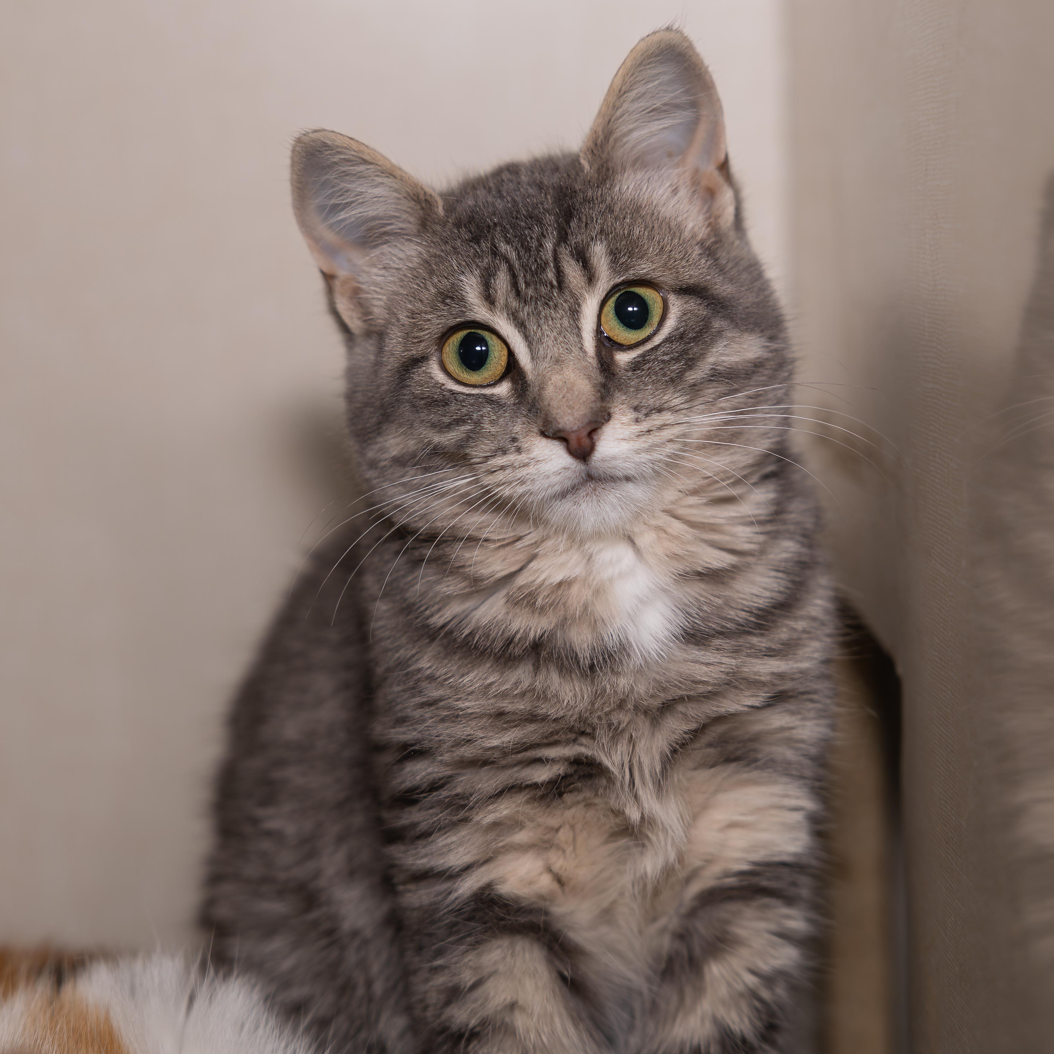 Enlarge Cupcake, a Adoptable mixed breed in Kirkland Lake, ON image 2/3