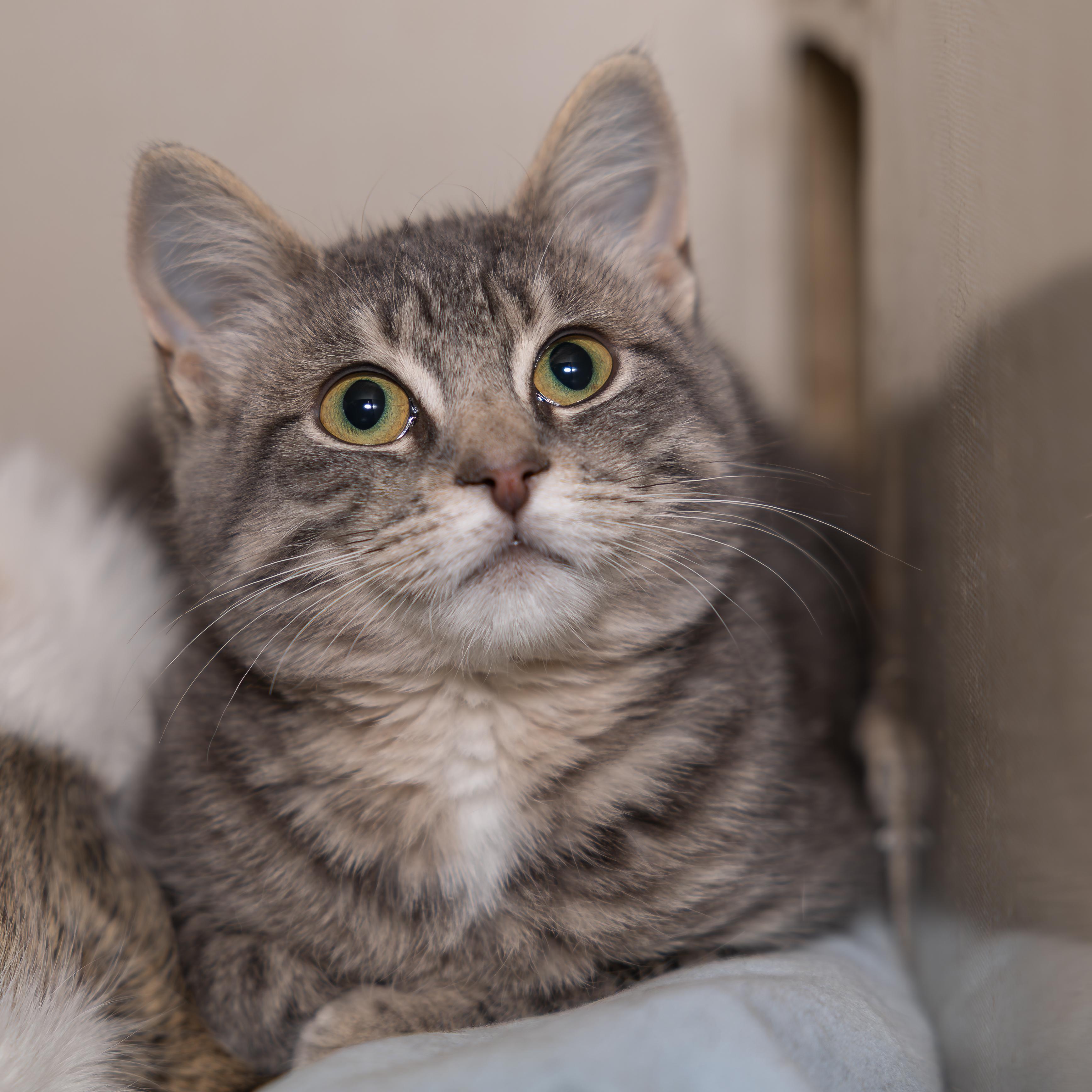 Enlarge Cupcake, a Adoptable mixed breed in Kirkland Lake, ON image 3/3