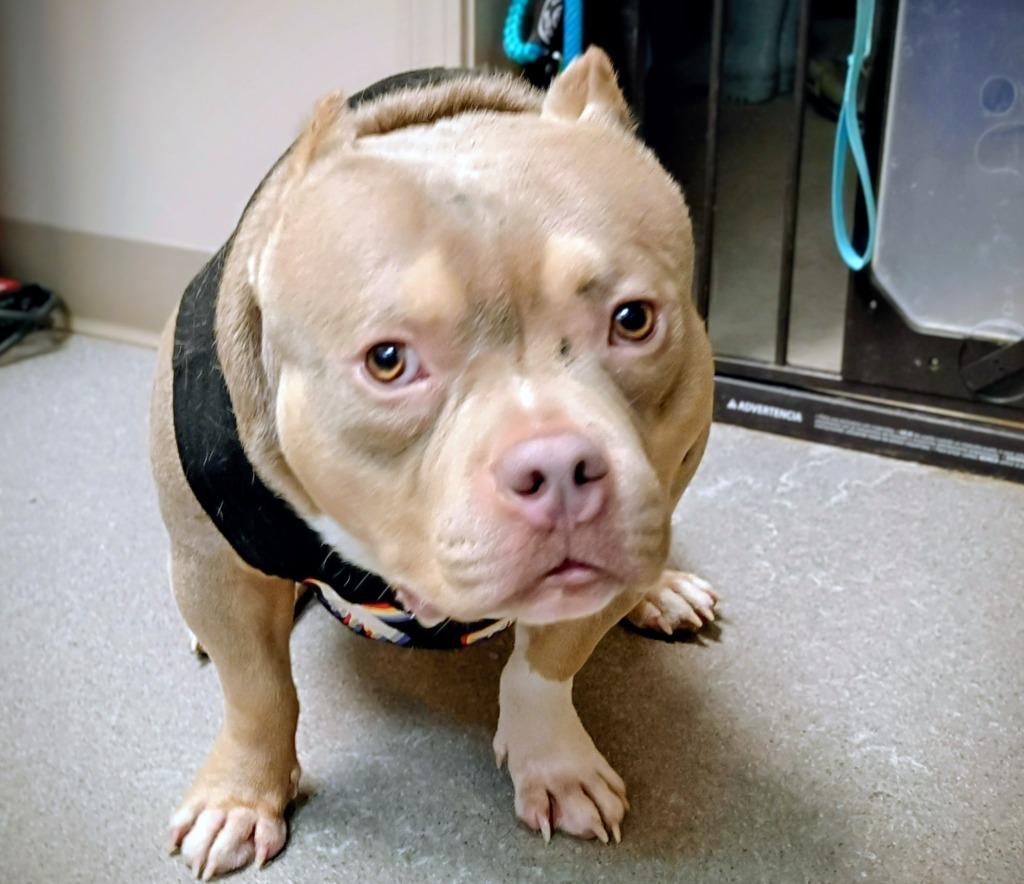 Simba, Adopted, Adult Male American Bulldog.