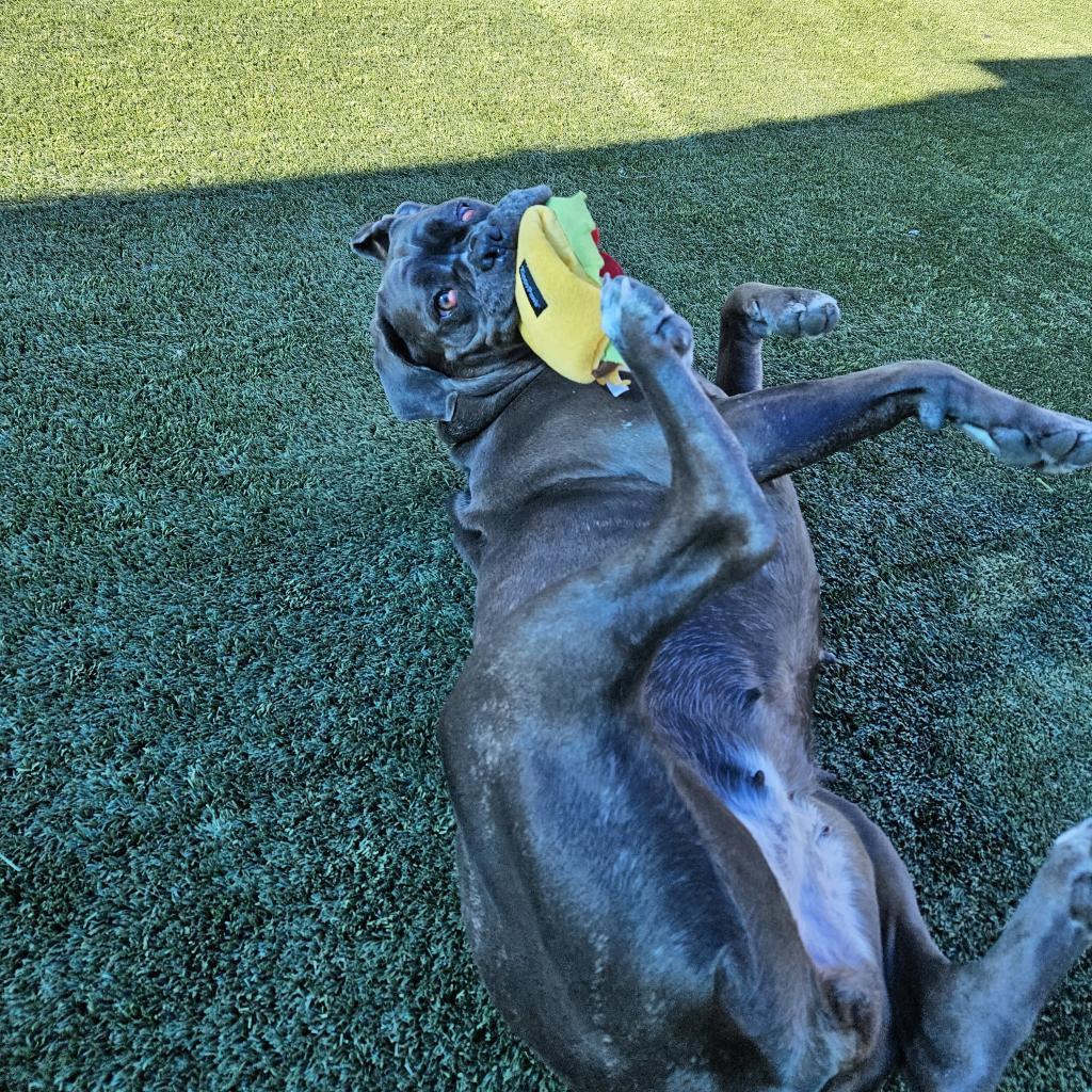 Athena, a Adoptable Mastiff in Las Vegas, NV image 2/3