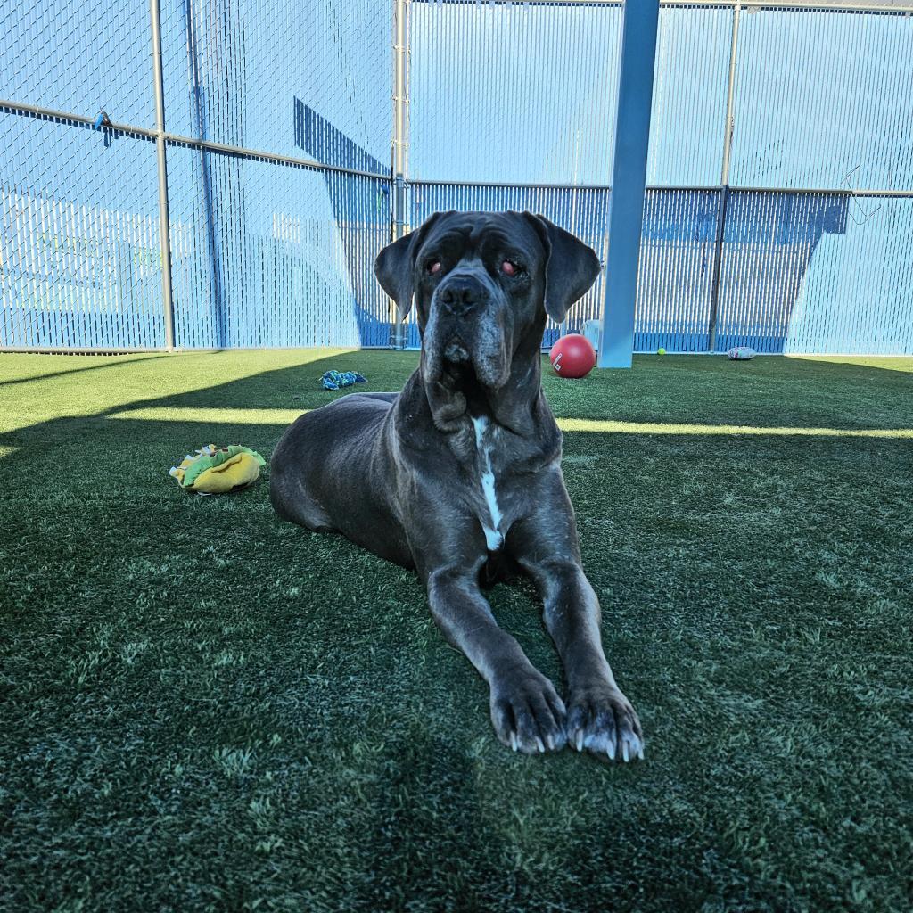 Athena, Adoptable, Adult Female Mastiff.