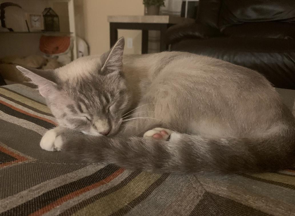 Cat for adoption Iris, a Siamese Mix in Fowlerville, MI Petfinder