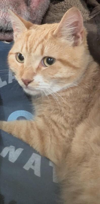 Enlarge Milo, a Adoptable Domestic Short Hair in Burgaw, NC image 1/1