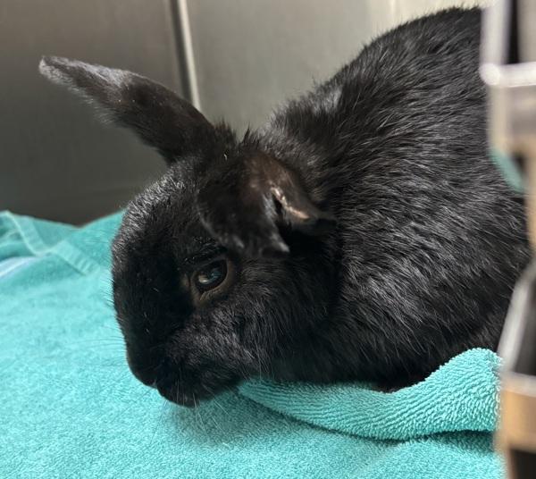 Hawkeye, Adoptable, Adult Male American.