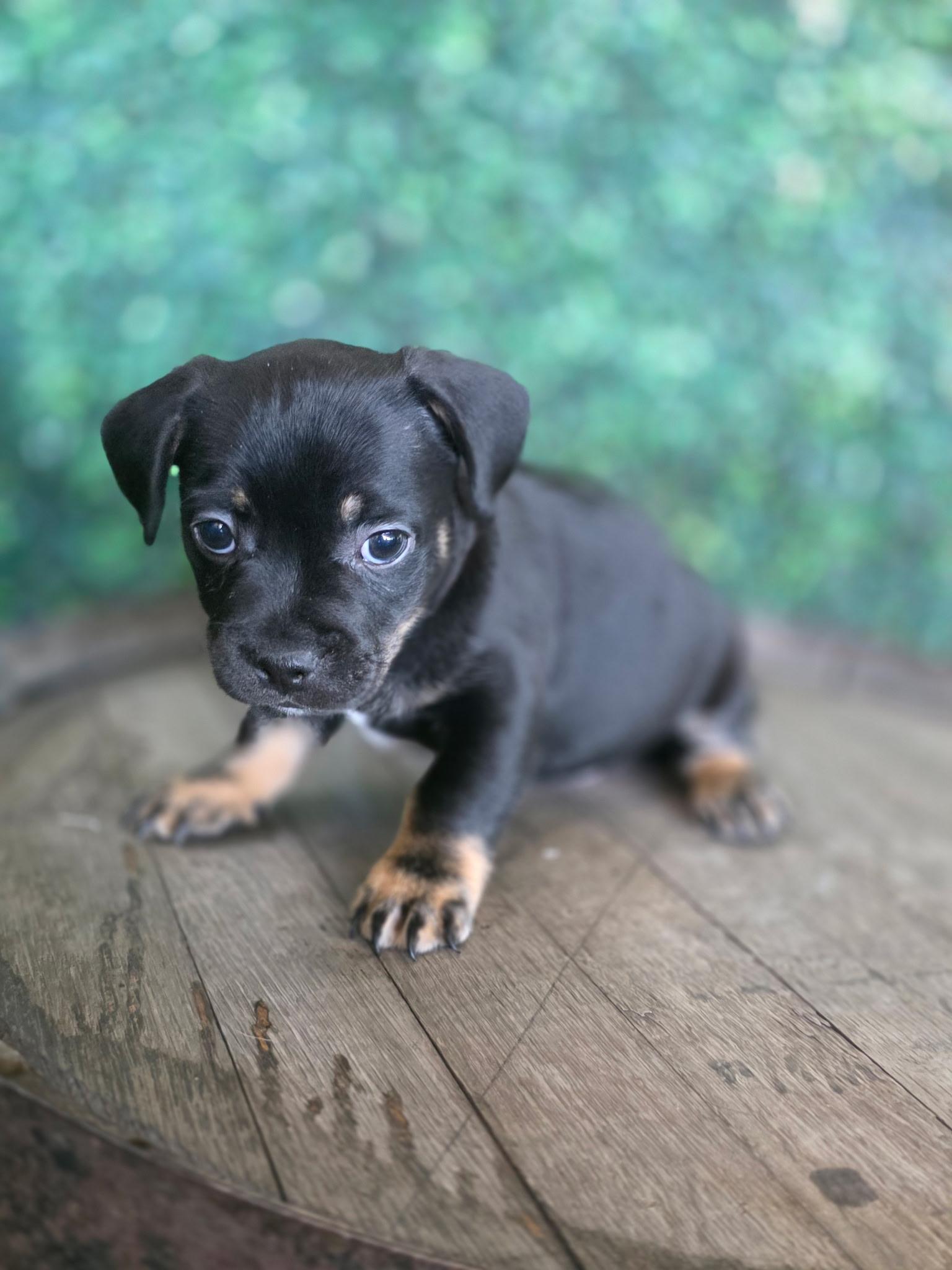 Enlarge Fendi, a Adoptable mixed breed in Penryn, CA image 1/1