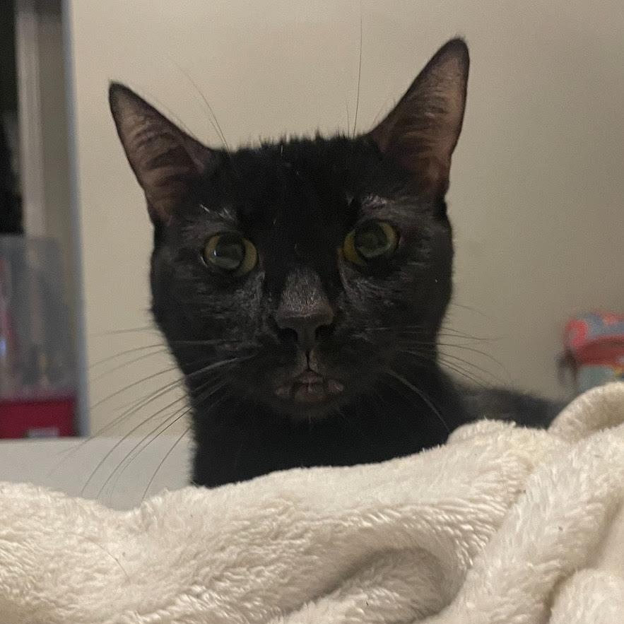 Enlarge Eva, a Adoptable Domestic Short Hair in Lemont, IL image 1/2