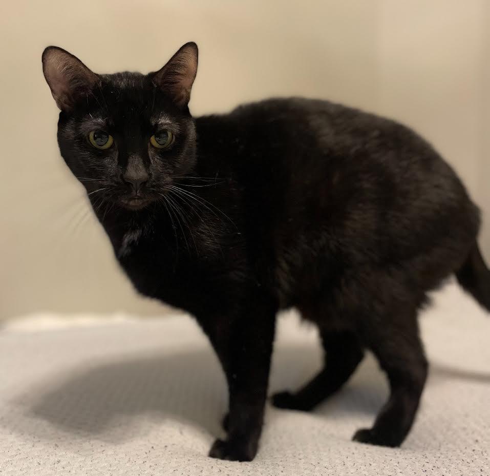 Enlarge Eva, a Adoptable Domestic Short Hair in Lemont, IL image 2/2