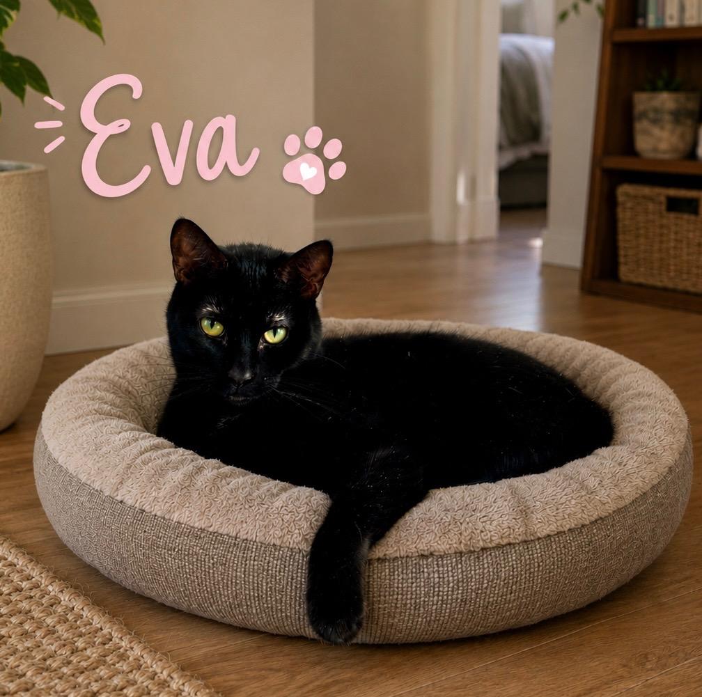 Eva (SPONSORED), a Adoptable Domestic Short Hair in Lemont, IL image 1/3