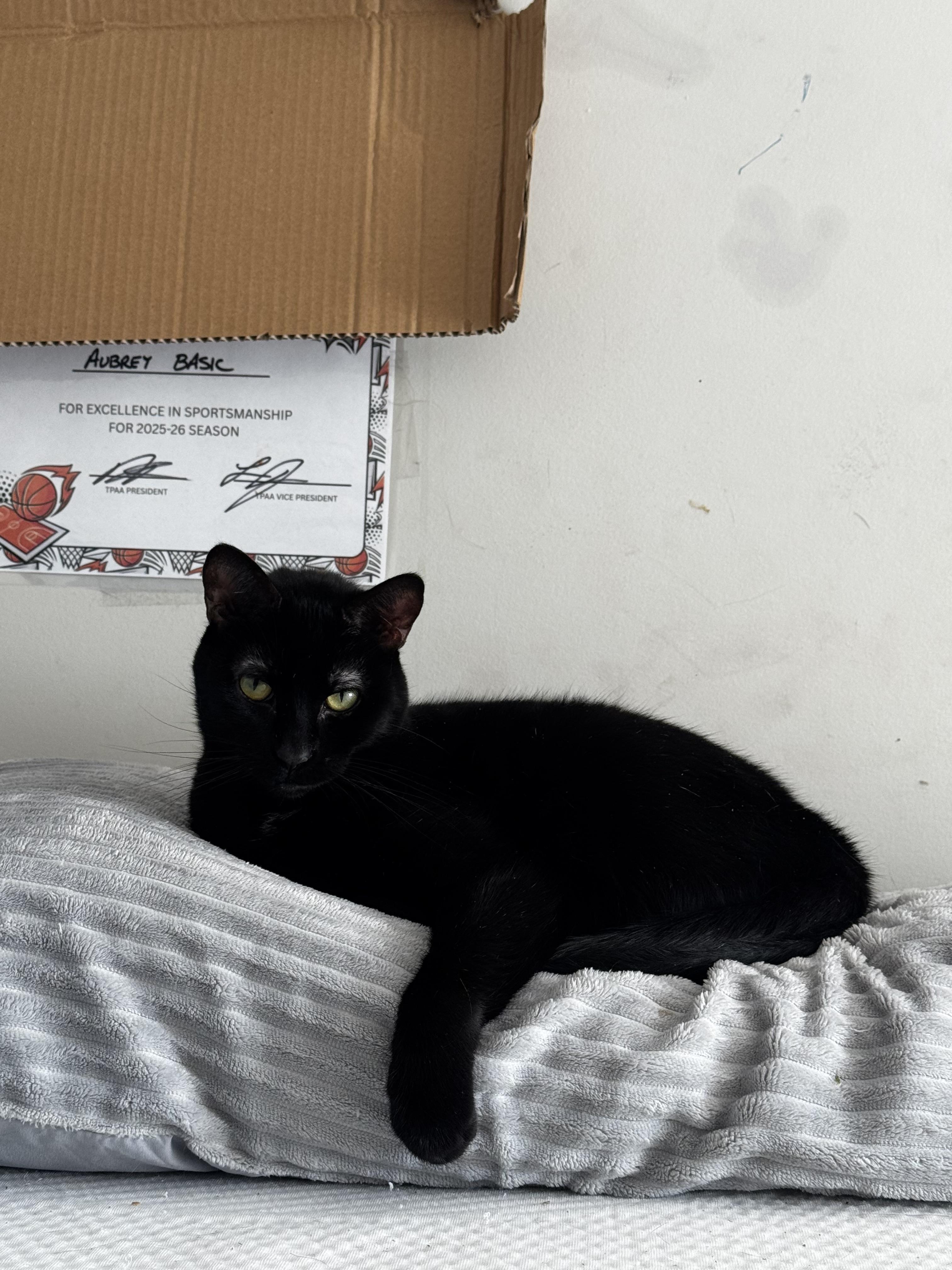 Enlarge Eva, a Adoptable Domestic Short Hair in Lemont, IL image 3/3