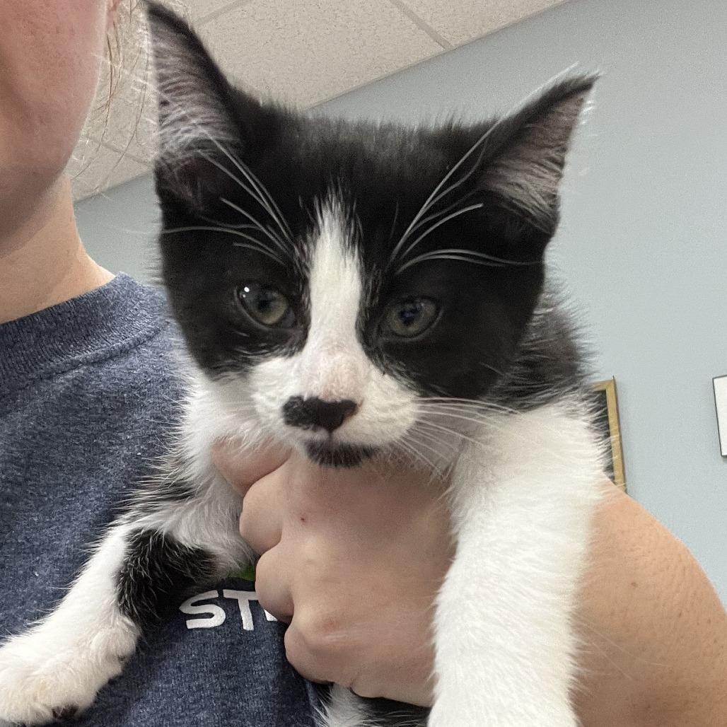 Enlarge Moxie, a Adoptable Domestic Short Hair in Greensboro, GA image 1/1