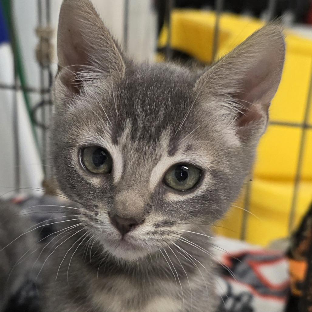 Enlarge Mable, an adopted Domestic Short Hair in Albany, NY image 1/1