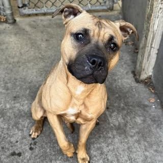 Indigo, a Adoptable mixed breed in Chicago, IL image 2/4