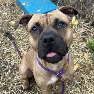 Indigo, a Adoptable mixed breed in Chicago, IL image 1/4