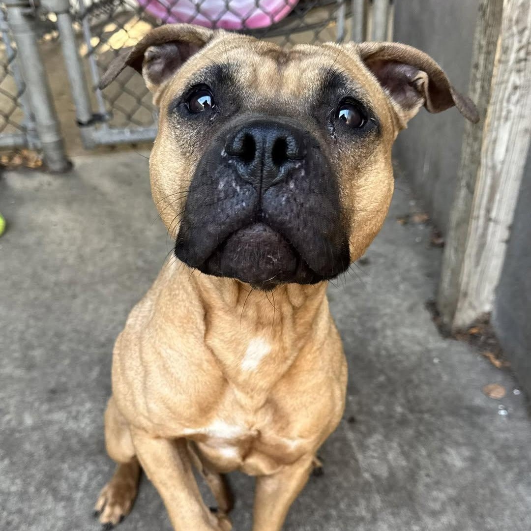 Indigo, a Adoptable mixed breed in Chicago, IL image 3/4