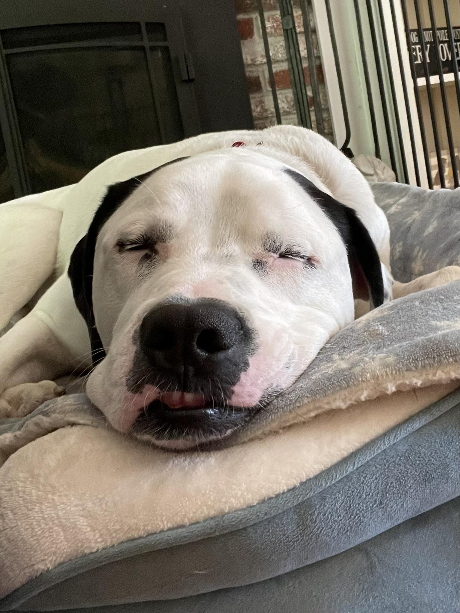 Enlarge Henry, a Adoptable mixed breed in Pembroke, MA image 2/6
