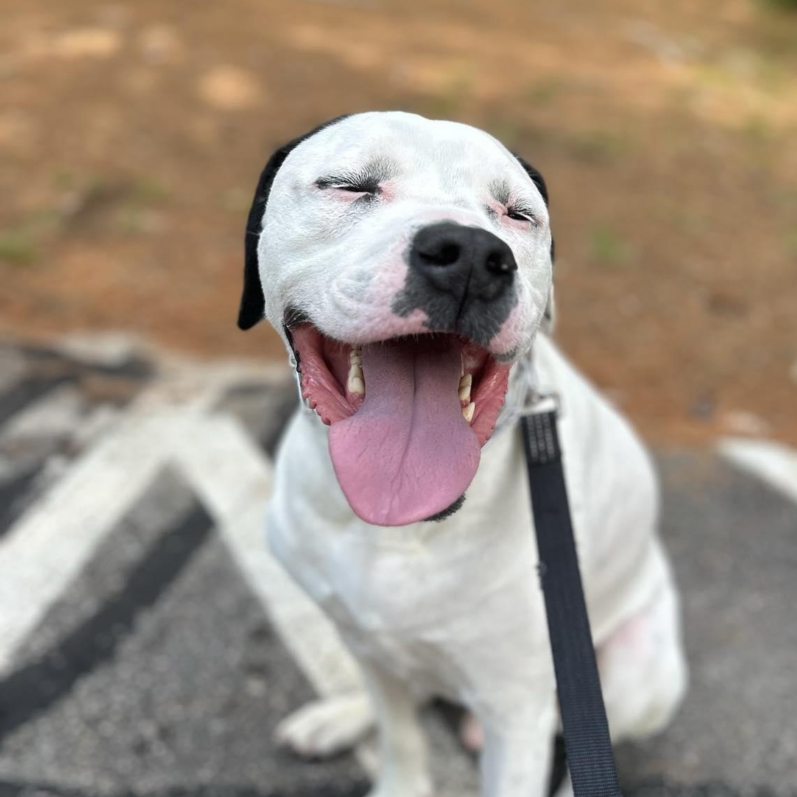 Enlarge Henry, a Adoptable mixed breed in Pembroke, MA image 5/6