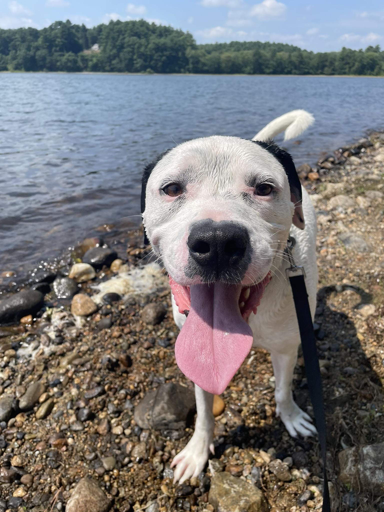 Enlarge Henry, a Adoptable mixed breed in Pembroke, MA image 1/6