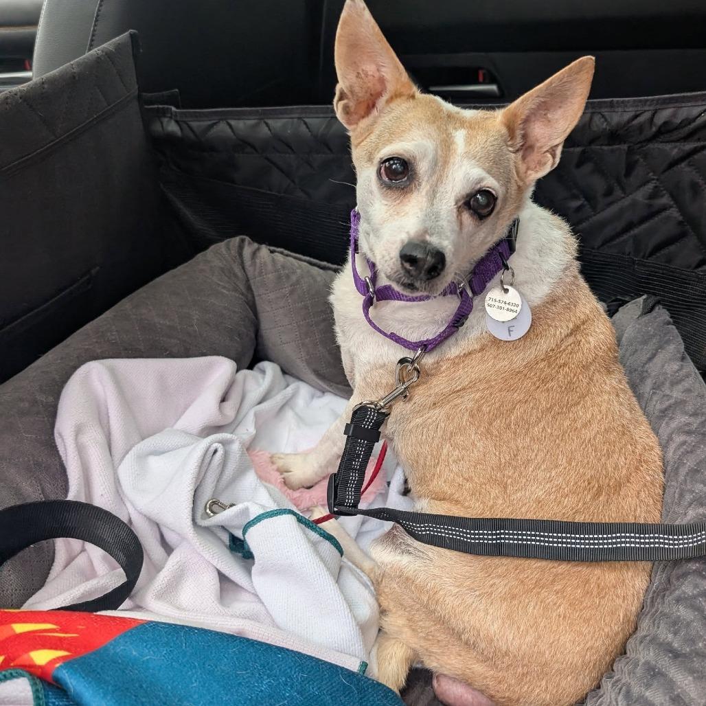 Lady Peach, a Adoptable Chihuahua in Ramona, CA image 2/6