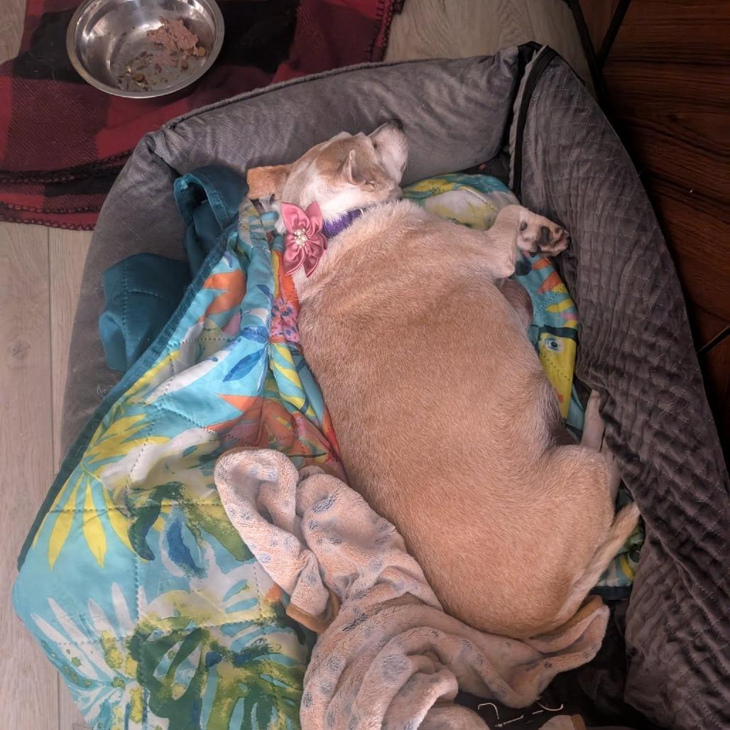 Lady Peach — thumbnail 5