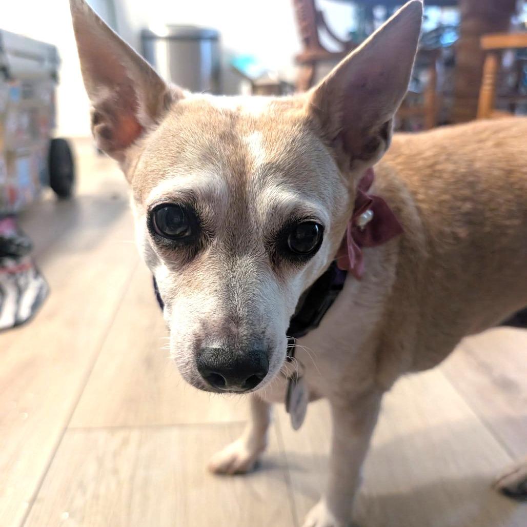 Lady Peach, a Adoptable Chihuahua in Ramona, CA image 6/6