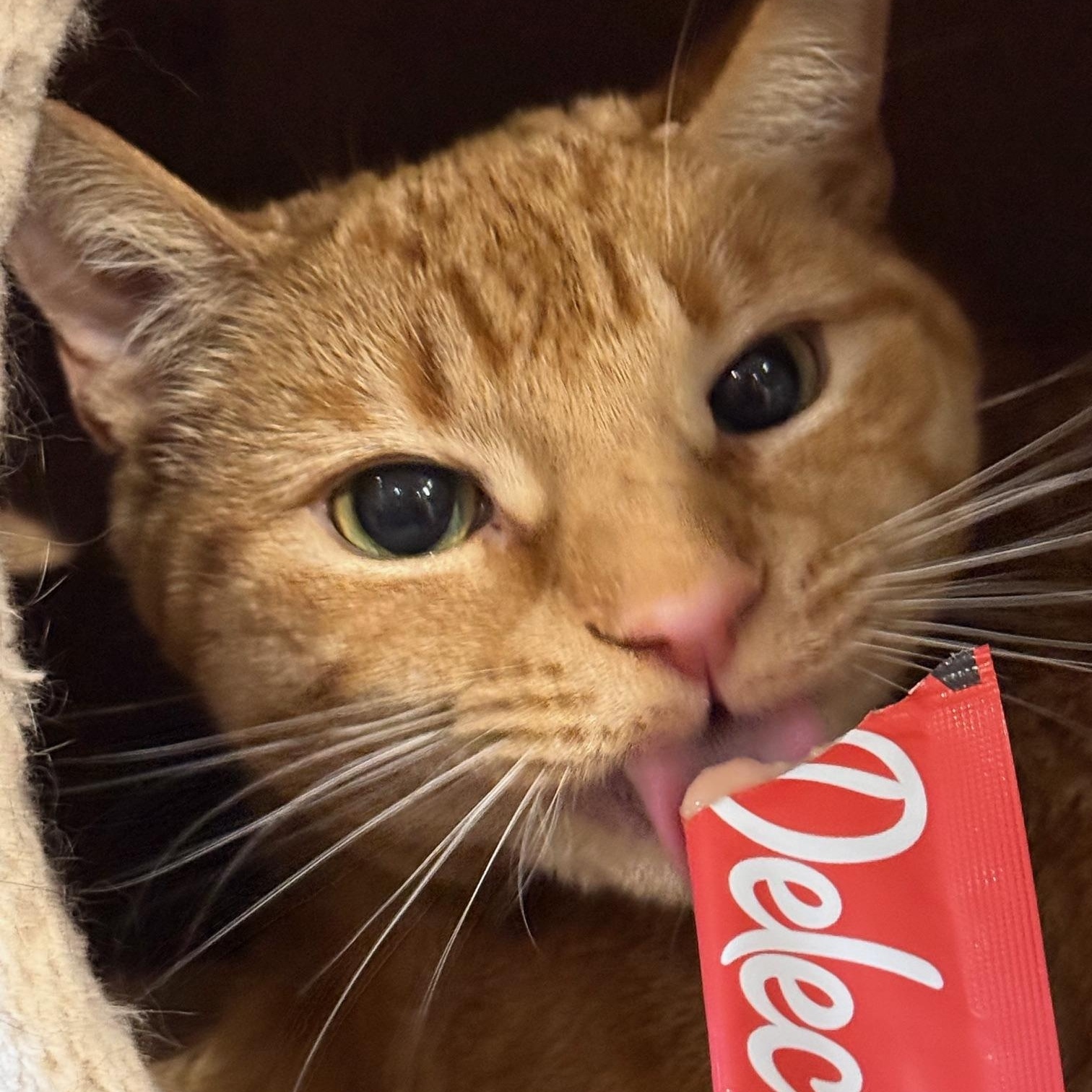 Enlarge Mango, a Adoptable Domestic Short Hair in Wells, ME image 2/4