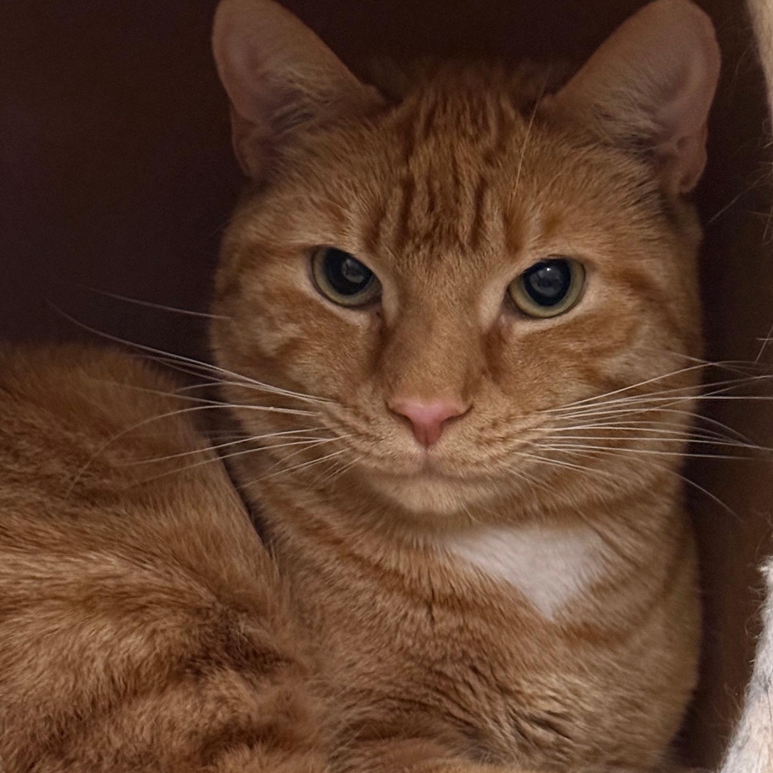 Enlarge Mango, a Adoptable Domestic Short Hair in Wells, ME image 3/4