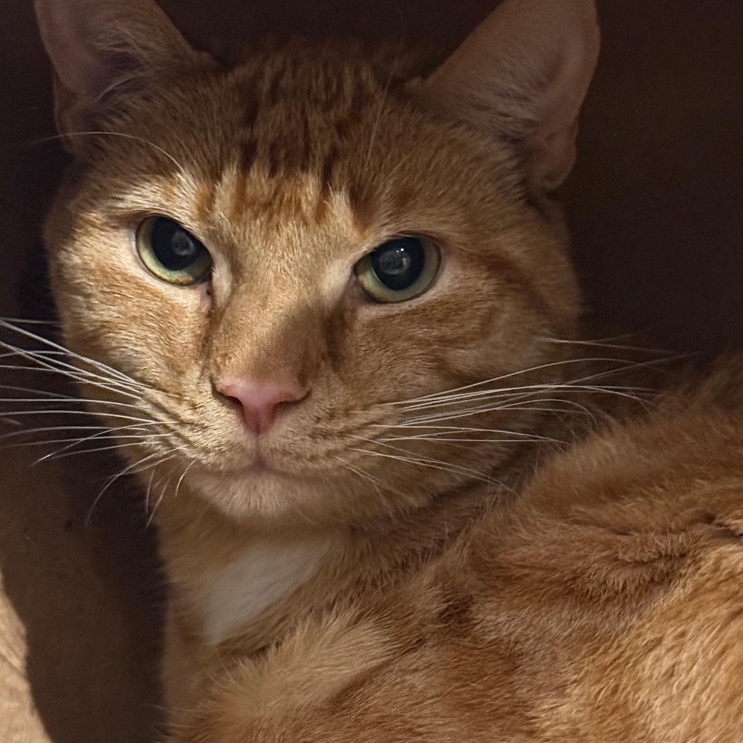 Mango, Adoptable, Young Male Domestic Short Hair.