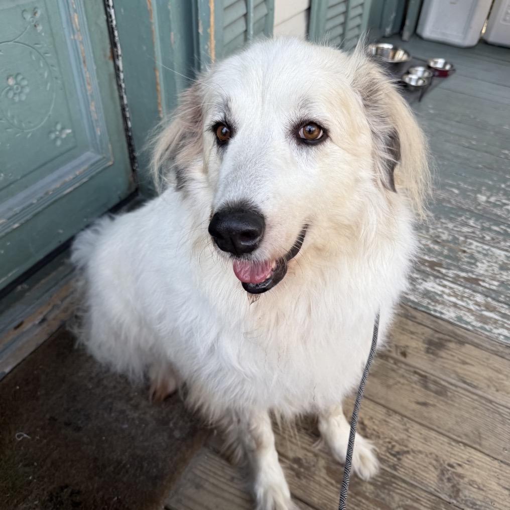 Shiloh (Benefactor Dog)